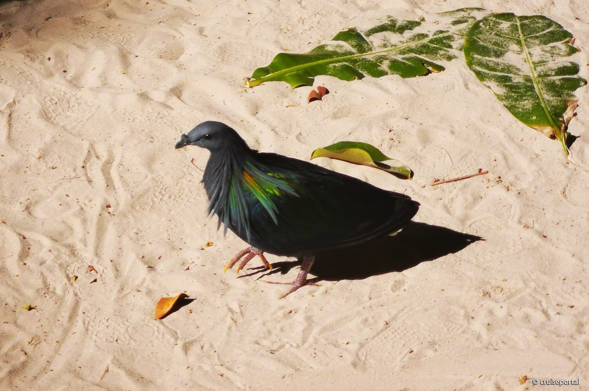 Ko Similan